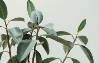 Closeup of a plant inside